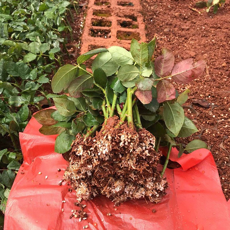 基地直供【朱丽叶塔】微型月季裸根扦插苗庭院阳台盆栽绿植花卉