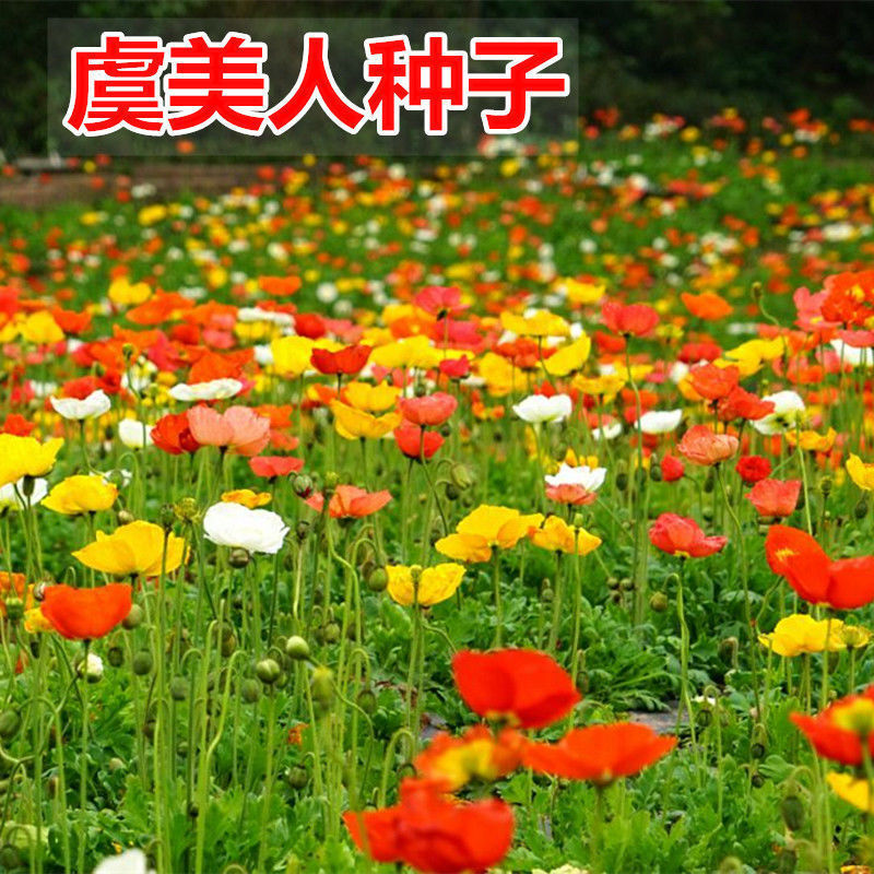 南京虞美人种子混色 冰岛虞美人花种子四季种易活庭院室外耐寒花种籽