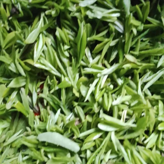 麻城市茶叶