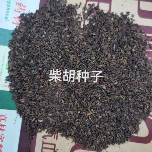 31柴胡种子