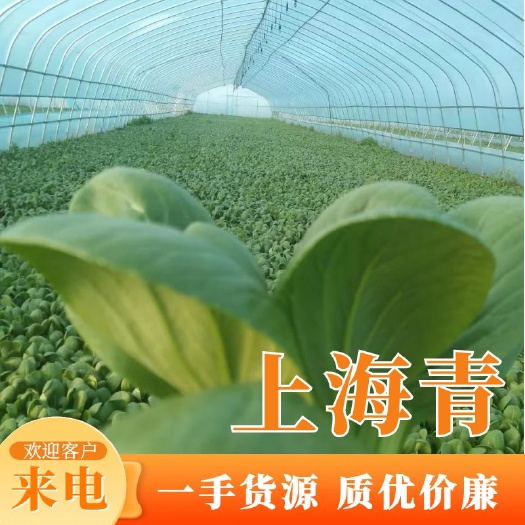 如皋市【热卖】上海青小青菜新鲜一手货源量大从优质优价廉诚信经营