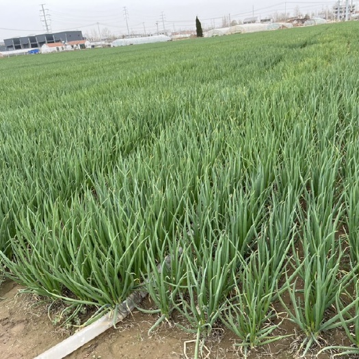 新沂市小青葱，楼葱产地直发