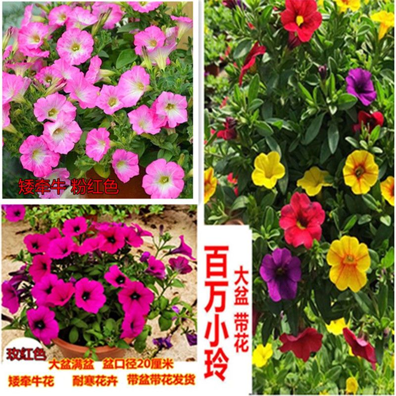 牵牛花种子 花卉花籽盆栽阳台多年生花草种籽观赏绿化大牵牛花