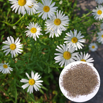 大滨菊种子  多年生宿根花卉花草种子景观绿化耐寒庭院观花种子