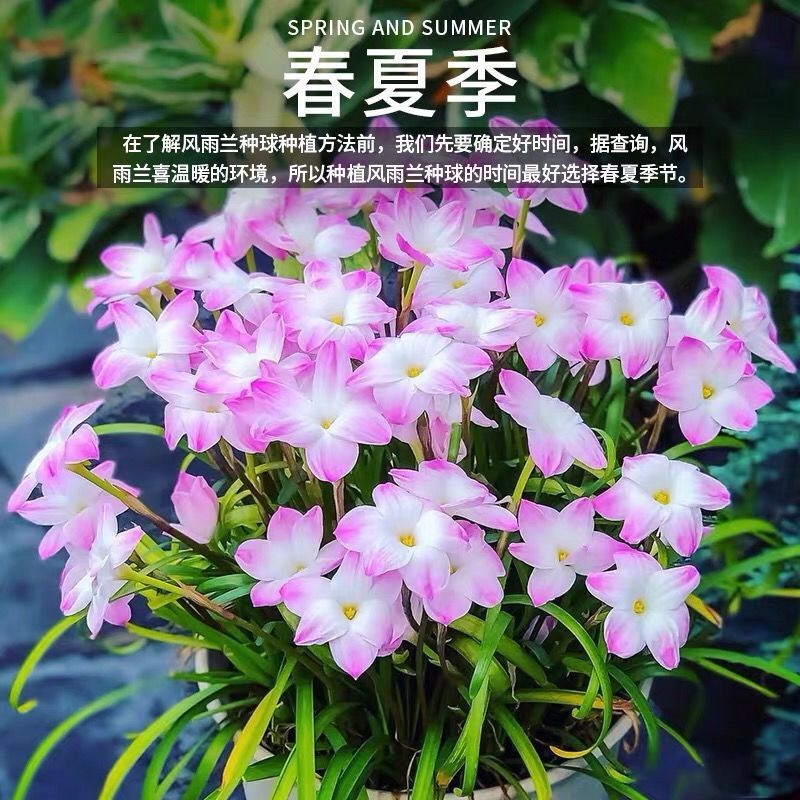 风雨兰种球，葱兰韭兰石蒜易种盆栽庭院绿化四季种植绿植花种子批