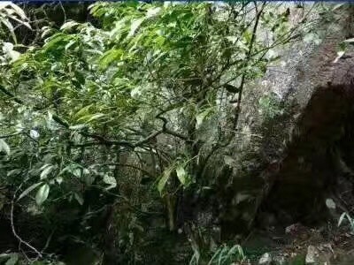 平乐县高山手工春茶
