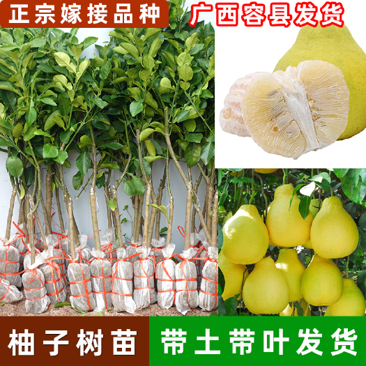容县沙田柚树苗，泰国红宝石青柚，越南翡翠青柚，桂柚一号，三红蜜柚