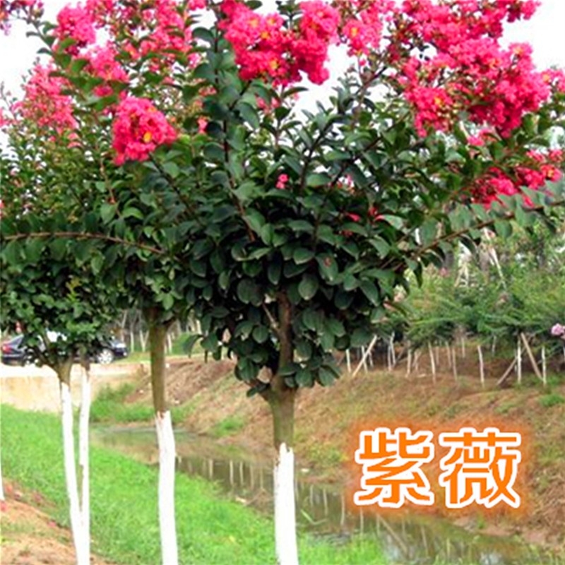 紫薇花