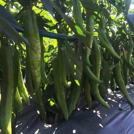 二荆条辣椒朝天椒 ，牛角椒，线椒，螺丝椒，芜湖椒，大果尖椒