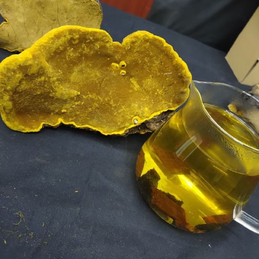 昆明桑黄一手货源产地直发现货秒发可一件代发包邮