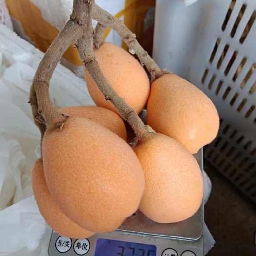 屏边县枇杷