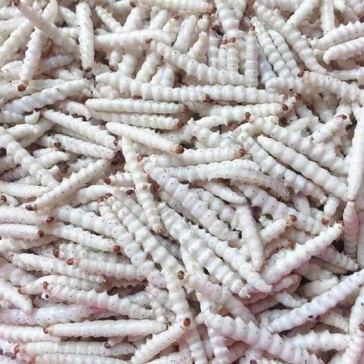 百色竹虫，新货干冰今年竹虫，