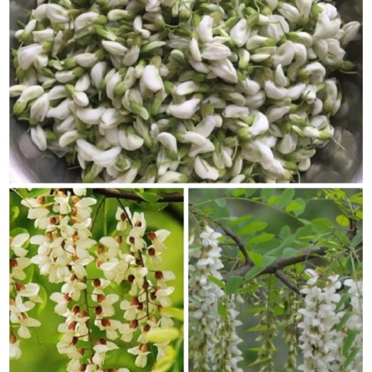 社旗县杨槐花