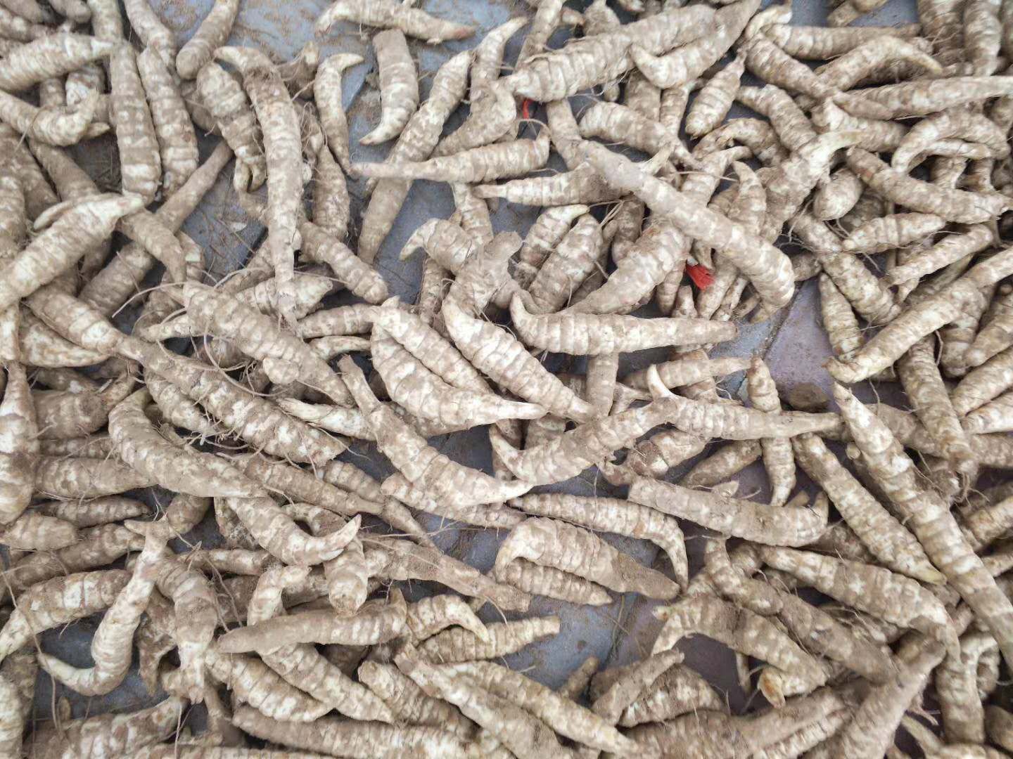 单县地参又叫虫草参