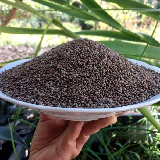 青龙县新紫苏子籽食用种籽可种植中药烧烤料榨油生紫苏子粒紫苏种子