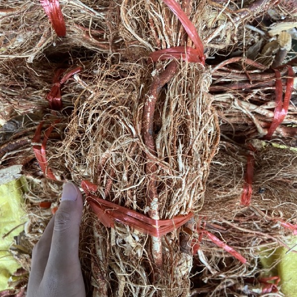 五指毛桃干货，味道香浓奶香十足，大量货