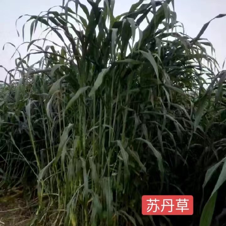 苏丹草苏丹草种子养殖牧草种子养鱼牧草种子耐旱牧草种子