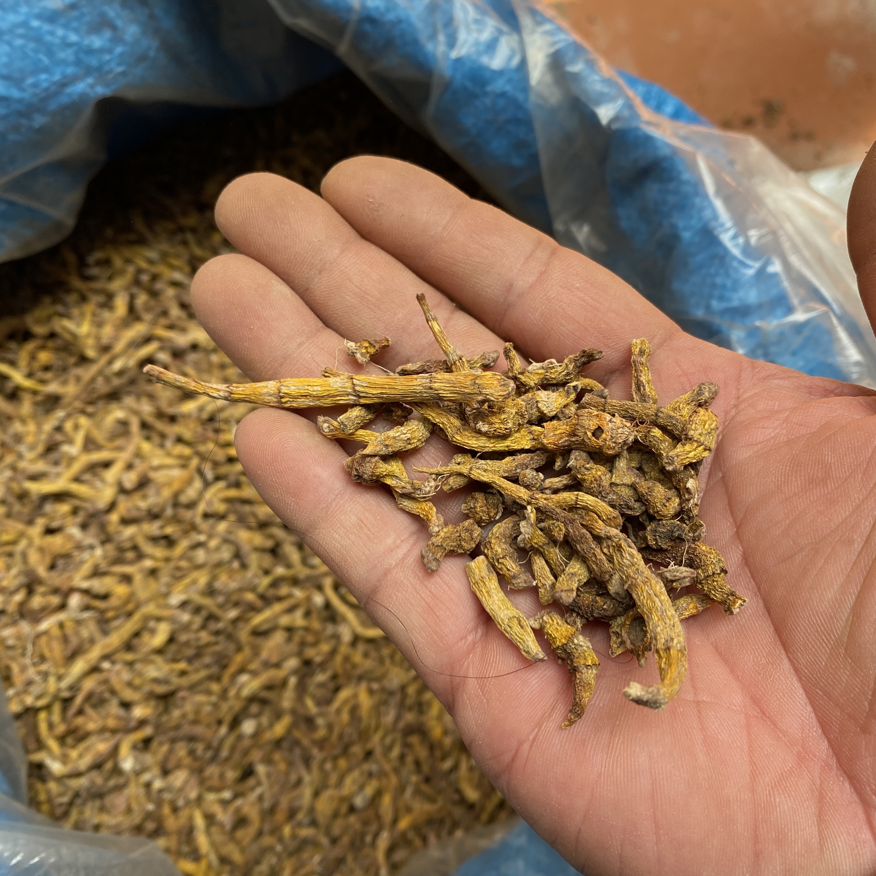 老挝非虎牙石斛，二条统货，有胶质