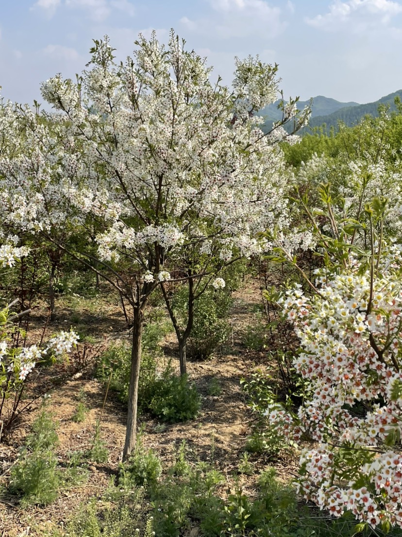 文冠果文官树文冠果树苗规格齐全大量现货