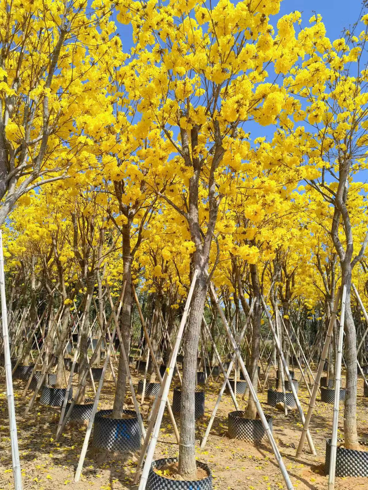 黄花风铃木10-15公分骨架货