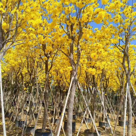 普宁市黄花风铃木10-15公分骨架货