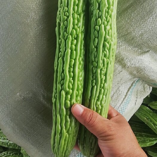 博爱县精品苦瓜