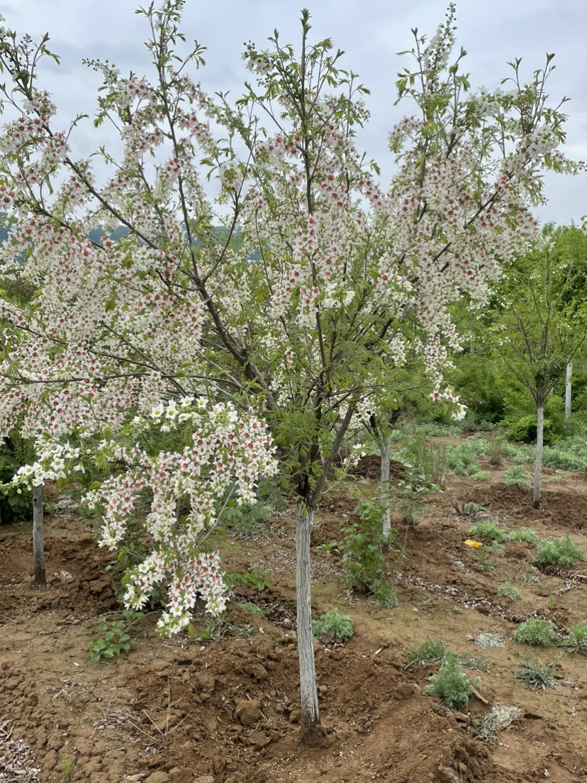 文冠果文官树文冠果树苗规格齐全大量现货