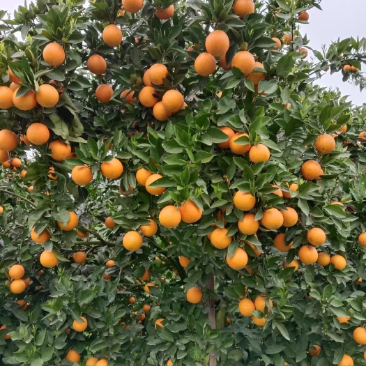 夏橙