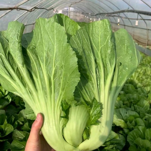 昆明苦菜