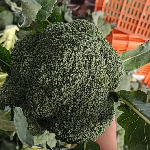 博爱县优质西蓝花，大量上市，产地直发，货源充足，