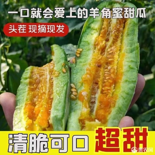 莘县山东羊角蜜甜瓜水果新鲜包邮
