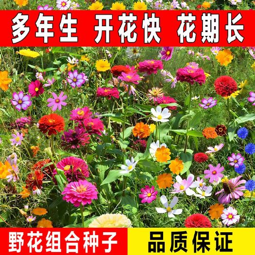 多年生野花组合花卉组合种子四季花海工程绿化矮生耐阴耐旱四季花