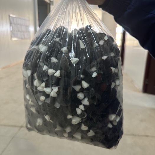 抚州鲜货干货黑皮鸡枞菌，猪肚菇，毛木耳