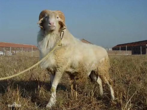 小尾寒羊纯种支持线上交易繁殖母羊活体出售种公羊都有