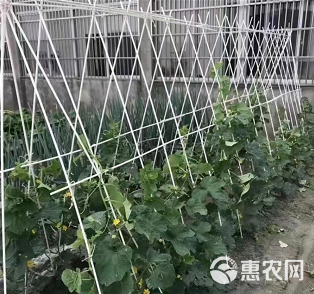 玻璃纤维园艺花架，盆栽植物固定架瓜果蔬菜爬藤架