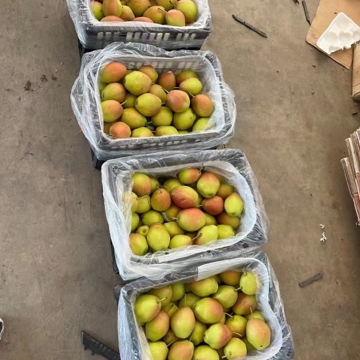 赵县香梨
