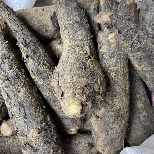 江门紫茉莉根，也叫入地老鼠，大量靓货