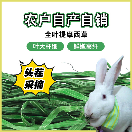 岷县晒干提摩西草头茬一番猫尾草牧草干草兔子龙猫荷兰猪饲料岷县北提