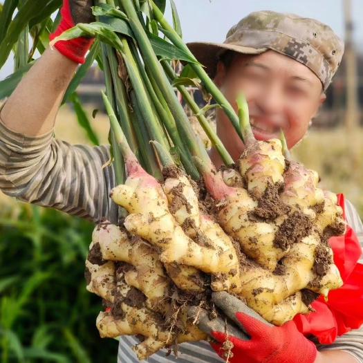 昌邑市潍坊昌邑优质大黄姜，种植批发基地，种了20多年的大黄姜。