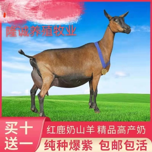 红鹿奶山羊支持线上交易纯种活体奶羊大小都有怀孕母羊产奶