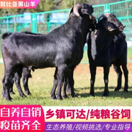 丰县努比亚黑山羊支持线上下单公母都有纯种活体厂家直销确保质量