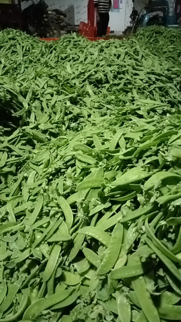 荷兰豆甜豆珍宝豆甜豌豆小荚豆精品珍宝豆甜豆加工