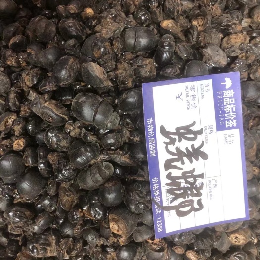 亳州中药材大将军 蜣螂虫屎壳郎 水洗货500g 正品质量