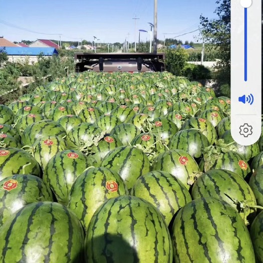 大名县甜王西瓜，大量上市全国发货，一手货源