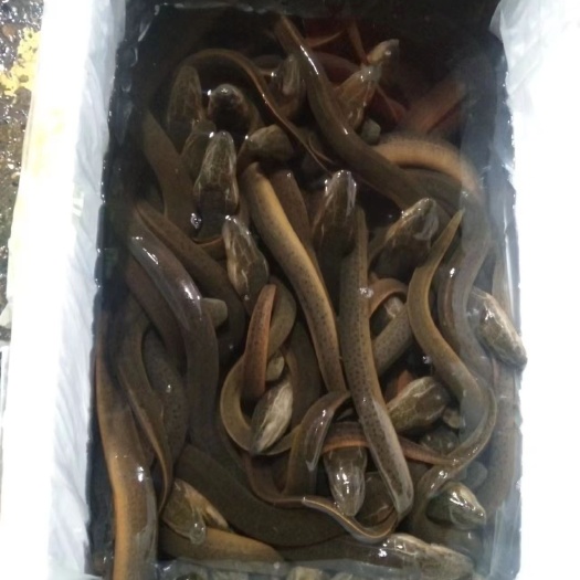 南宁孟加拉黄鳝，我们这个是一手货源价格优惠