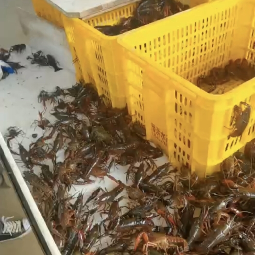 潜江市湖北潜江小龙虾