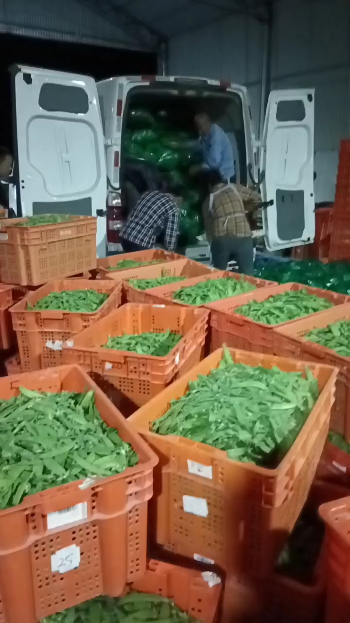 荷兰豆甜豆珍宝豆甜豌豆小荚豆精品珍宝豆甜豆加工