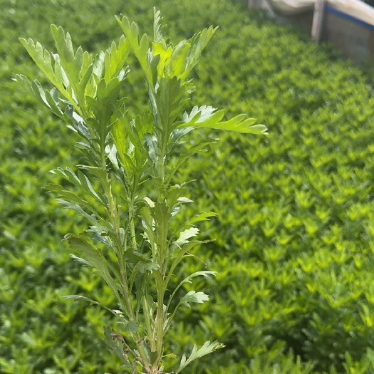 宜良县木春菊苗 木春菊