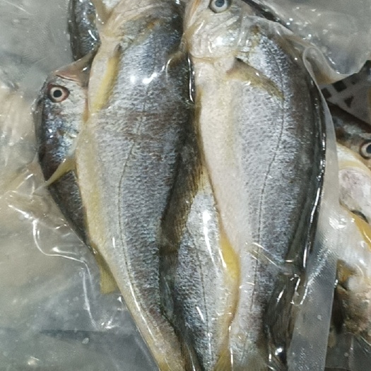 霞浦县小黄鱼霞浦原产地小黄鱼，一袋一斤，一斤7-10条