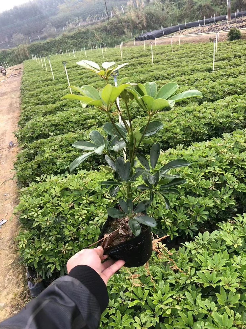 鸭脚木
